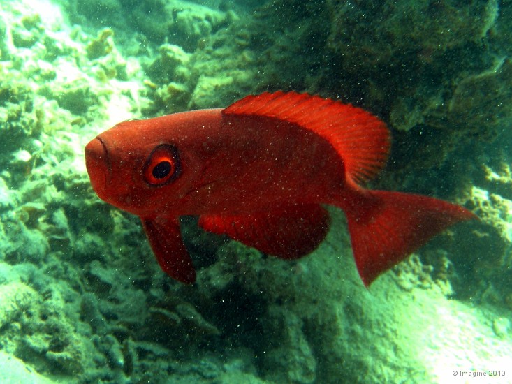 10- Priacanthe, ou gros yeux - Ilot Maitre.JPG
